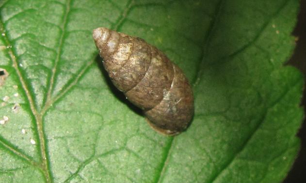 Merdigera obscura (Gastropoda - Enidae)